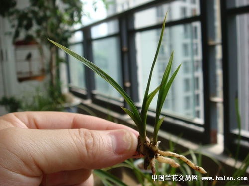 精品矮種鱗生體水晶高賭花藝 下山草景觀工程的設計與施工藝術